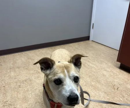 Hope Veterinary Oncology Services