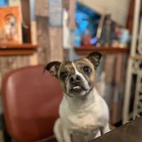 Farmhouse Veterinary Hospital ico
