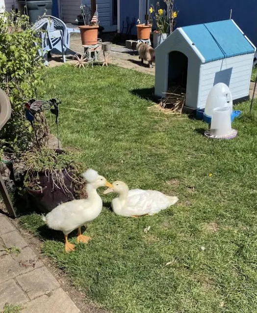 Farmhouse Veterinary Hospital Picture 8