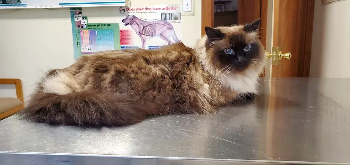 Farmhouse Veterinary Hospital Picture 10
