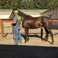 Olympia Equine Veterinary Services ico