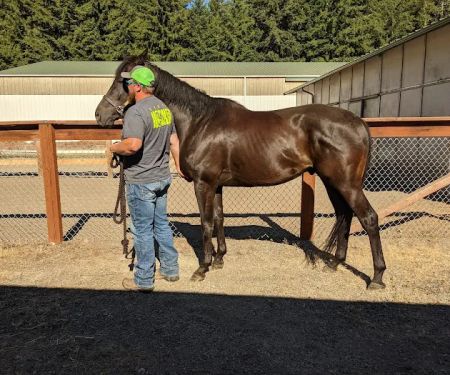 Olympia Equine Veterinary Services