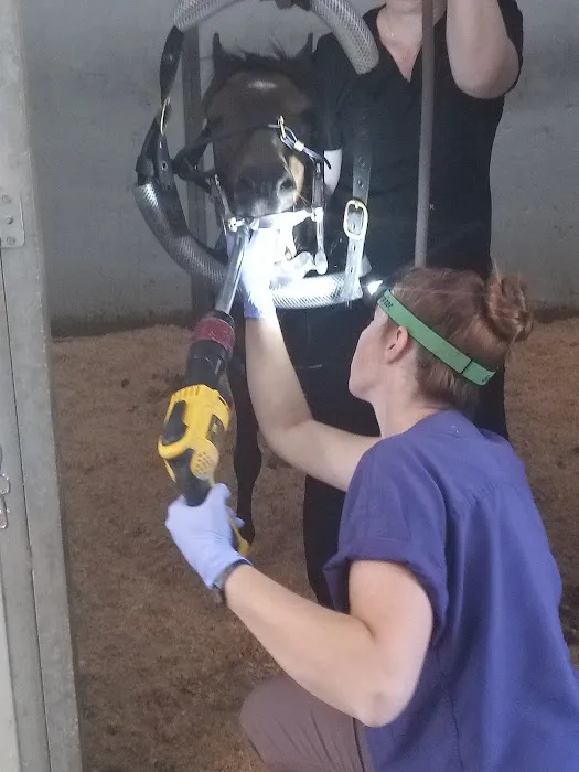 Olympia Equine Veterinary Services Picture 3