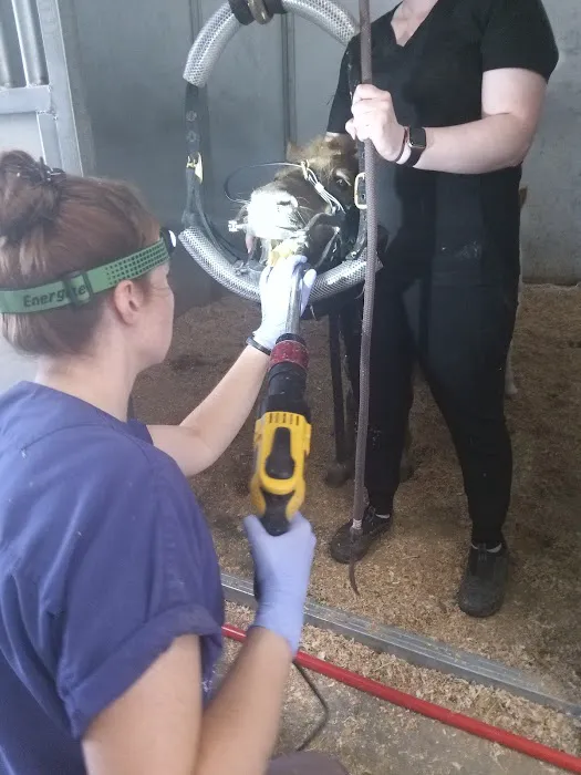 Olympia Equine Veterinary Services Picture 4