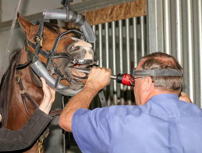 Olympia Equine Veterinary Services Picture 9