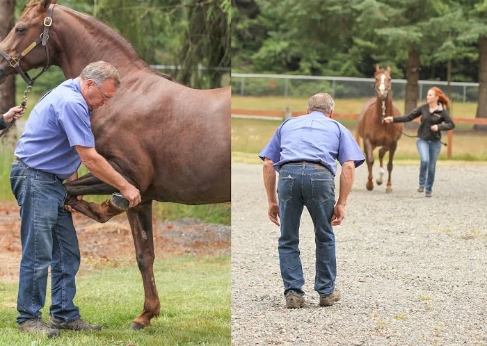 Olympia Equine Veterinary Services Picture 7