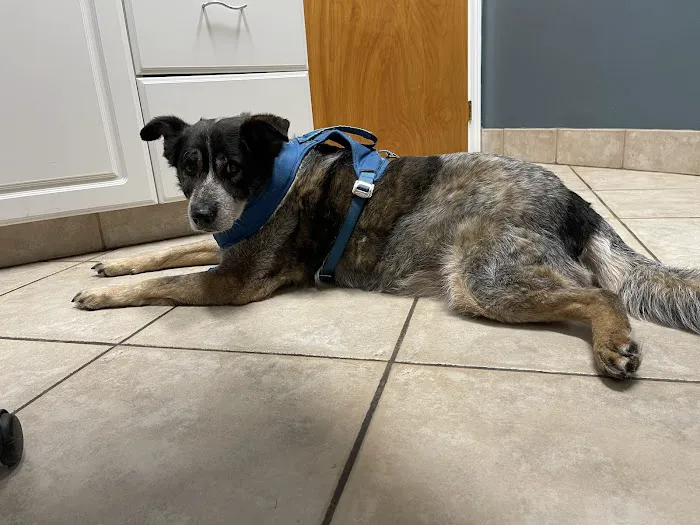 Wheaton Way Veterinary Hospital Picture 2