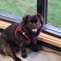 Wheaton Way Veterinary Hospital ico