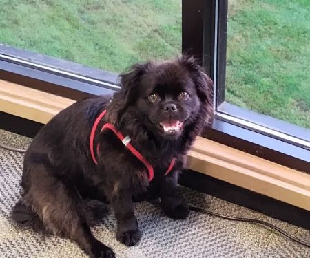 Wheaton Way Veterinary Hospital