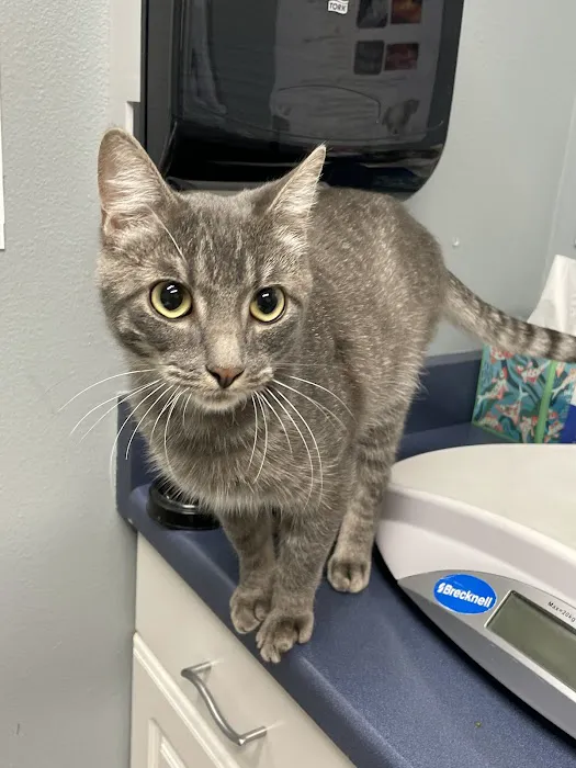 Wheaton Way Veterinary Hospital Picture 5