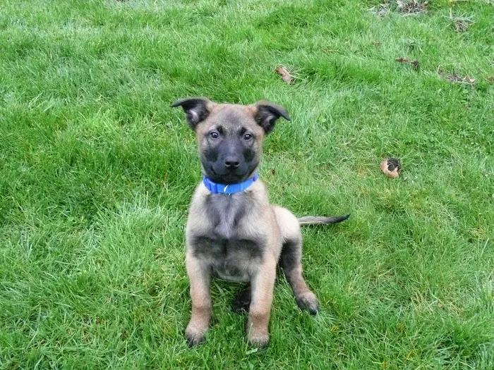Alder Trail Animal Hospital Picture 1