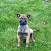 Alder Trail Animal Hospital ico