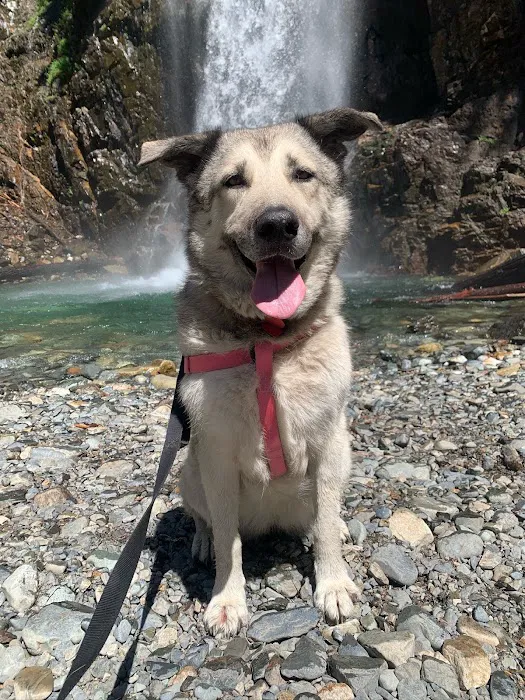 Alder Trail Animal Hospital Picture 6