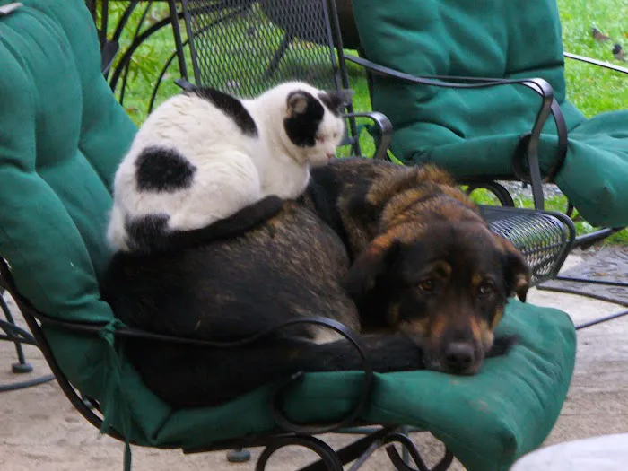 Alder Trail Animal Hospital Picture 10