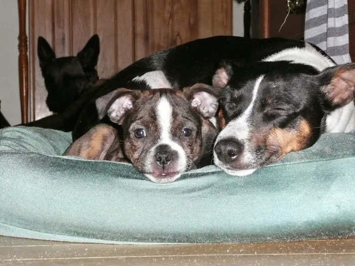Alder Trail Animal Hospital Picture 9