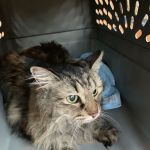 Winslow Animal Clinic