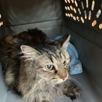Winslow Animal Clinic ico
