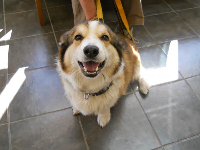 VCA Olympic Animal Hospital Picture 8