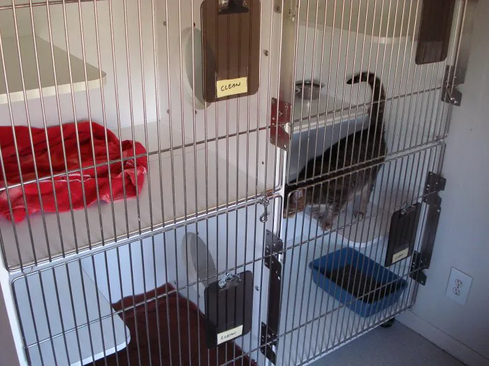 VCA Olympic Animal Hospital Picture 10