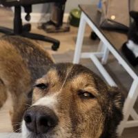 Vision Animal Eye Specialists ico