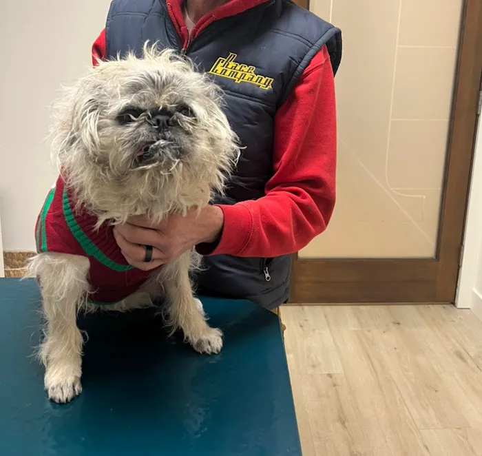 Vision Animal Eye Specialists Picture 2
