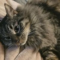 VCA Central Kitsap Animal Hospital ico