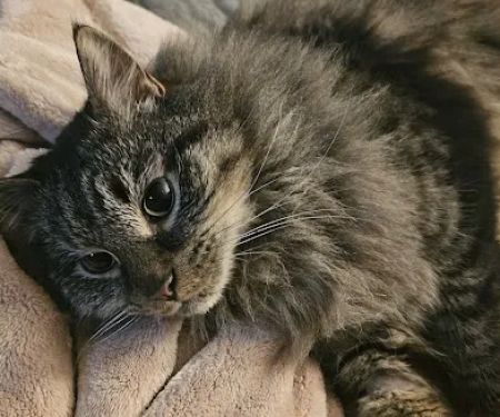 VCA Central Kitsap Animal Hospital