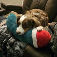 Banfield Pet Hospital ico