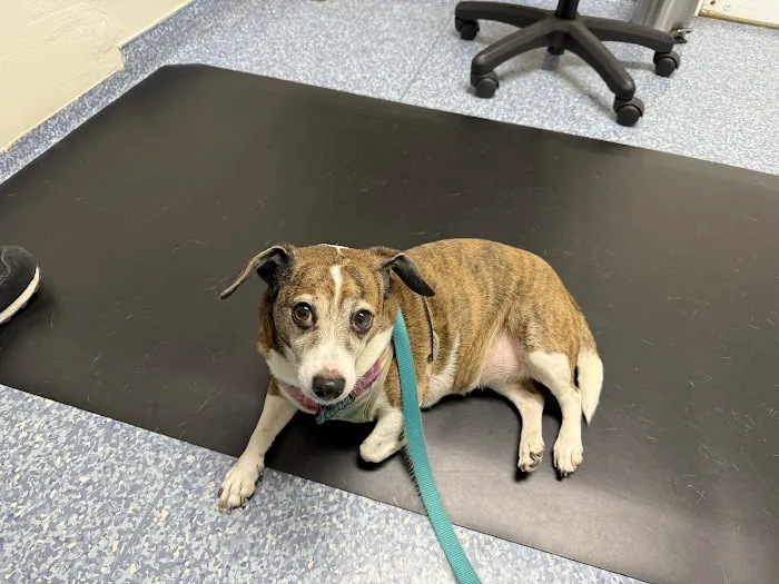 Central Valley Animal Hospital Picture 1