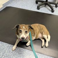 Central Valley Animal Hospital ico