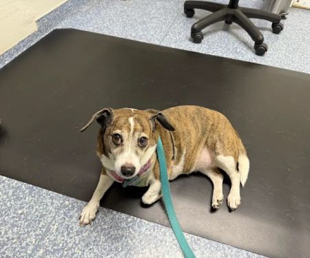 Central Valley Animal Hospital