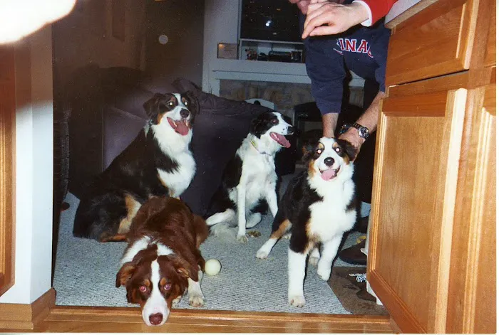 Central Valley Animal Hospital Picture 10