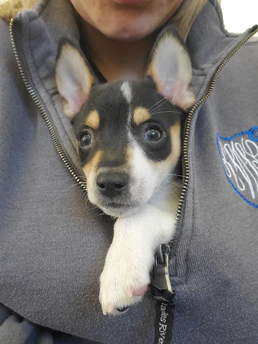 South Bay Veterinary Hospital Picture 2