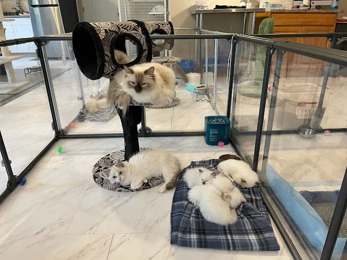 Masterpiece Ragdolls (TICA Cattery) Picture 1
