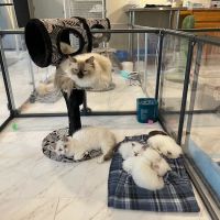 Masterpiece Ragdolls (TICA Cattery) ico