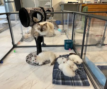 Masterpiece Ragdolls (TICA Cattery)