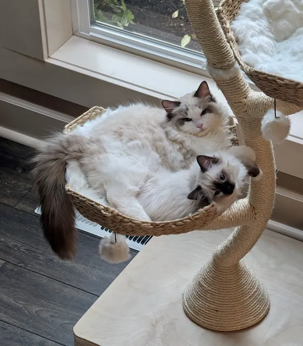 Masterpiece Ragdolls (TICA Cattery) Picture 2