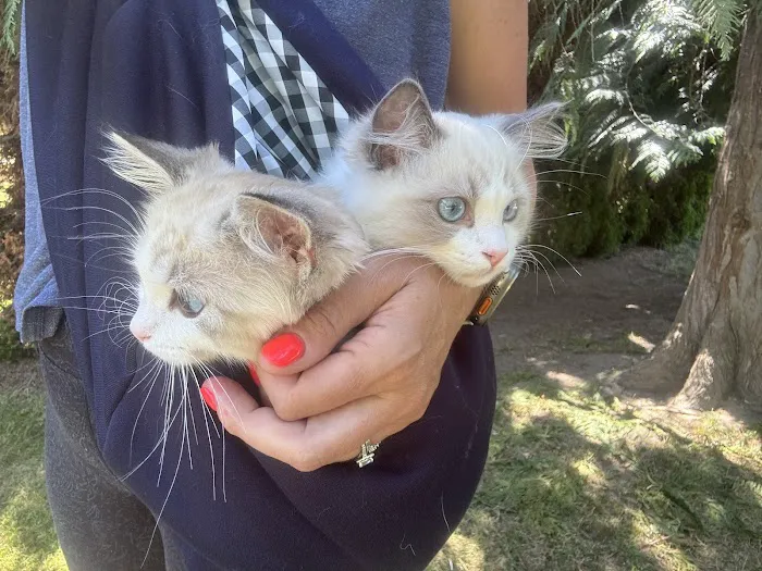 Masterpiece Ragdolls (TICA Cattery) Picture 4