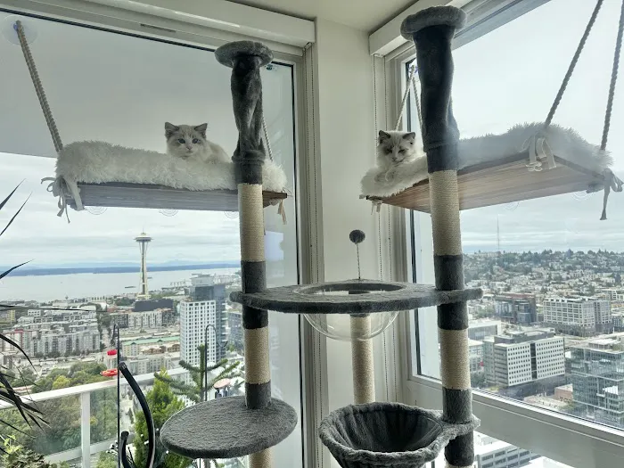 Masterpiece Ragdolls (TICA Cattery) Picture 5