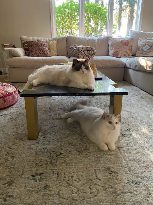 Masterpiece Ragdolls (TICA Cattery) Picture 3