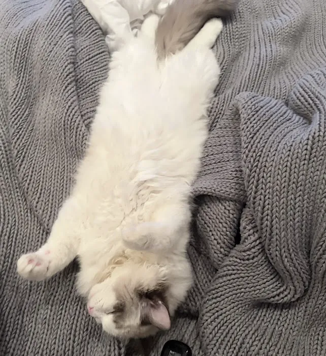 Masterpiece Ragdolls (TICA Cattery) Picture 7
