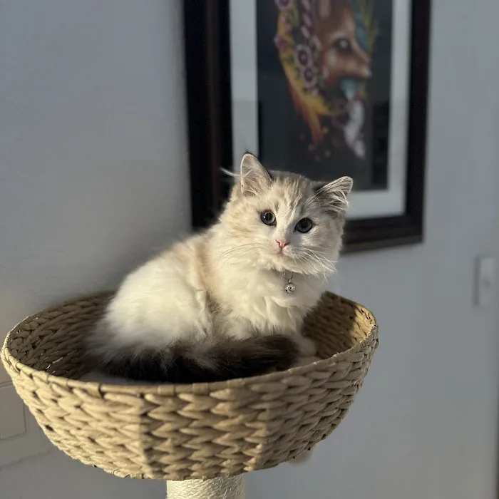 Masterpiece Ragdolls (TICA Cattery) Picture 6