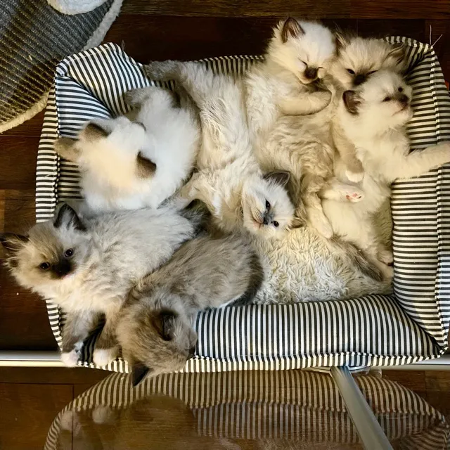 Masterpiece Ragdolls (TICA Cattery) Picture 8