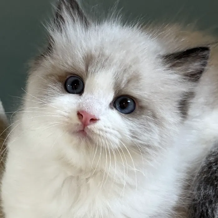 Masterpiece Ragdolls (TICA Cattery) Picture 10