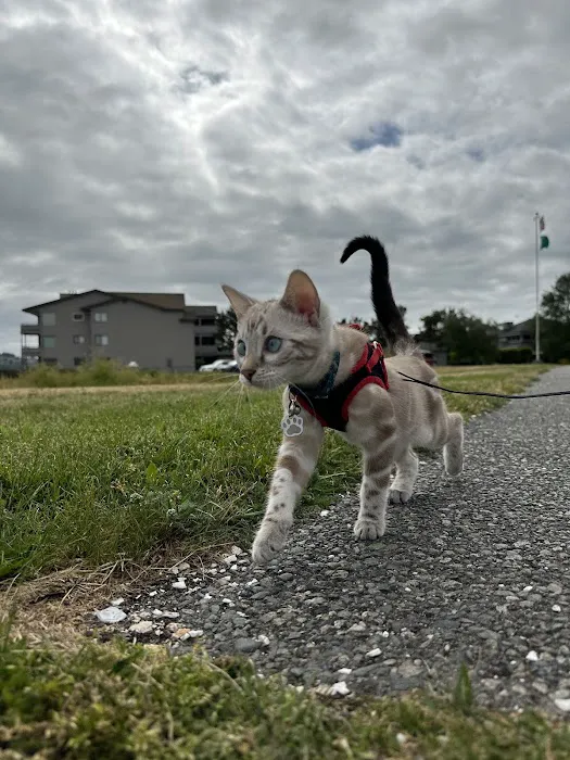 Tikka Sky Bengals Picture 2