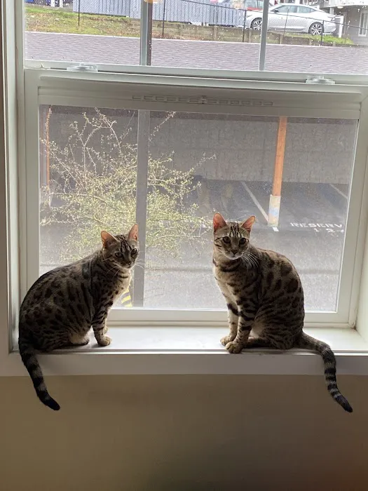 Tikka Sky Bengals Picture 3
