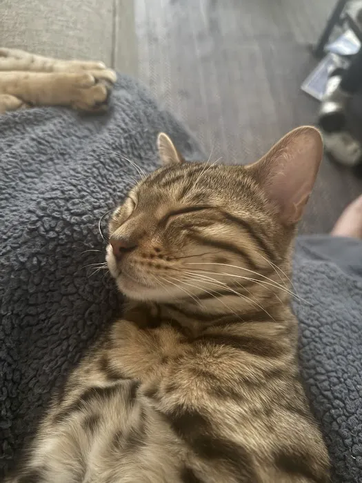 Tikka Sky Bengals Picture 1