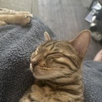 Tikka Sky Bengals ico