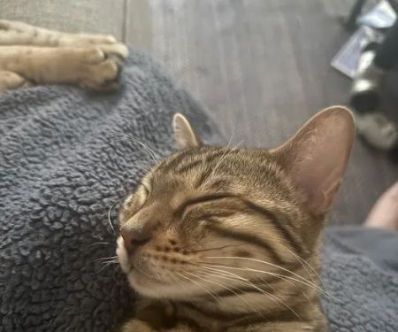 Tikka Sky Bengals