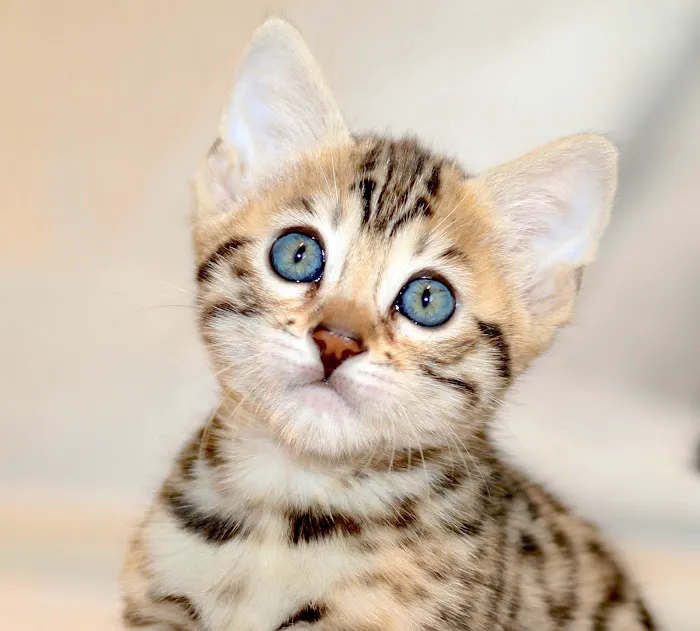 Tikka Sky Bengals Picture 6